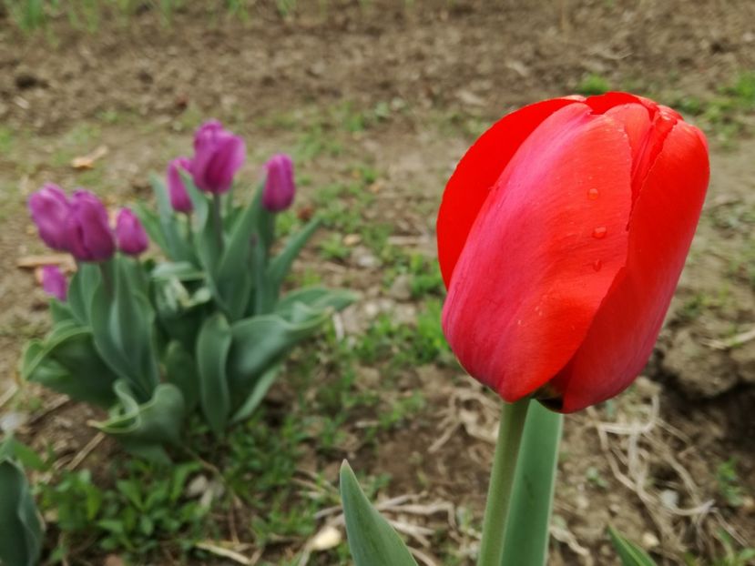  - In gradina 2017