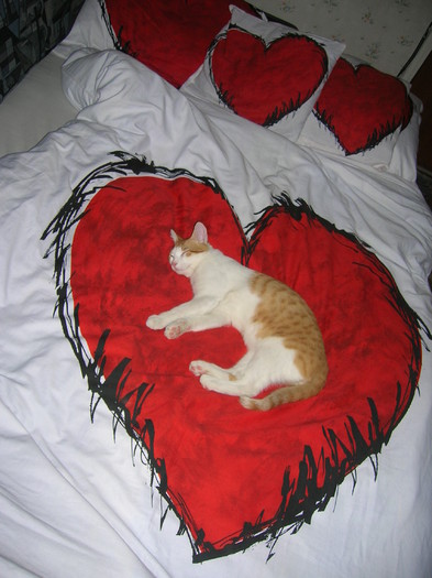o inimioara intre inimioare - 006_Valentine - CAT
