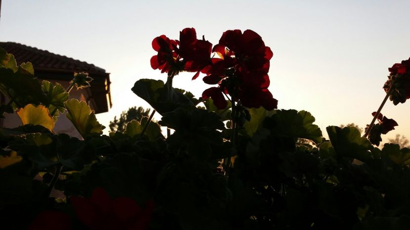 RABADABA_20170422_193525_247653844 - Comana Manastirea Comana Delta Nejlovului Parcul de Aventura Comana