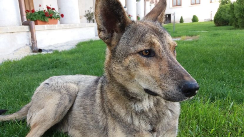 Paznicul - Comana Manastirea Comana Delta Nejlovului Parcul de Aventura Comana