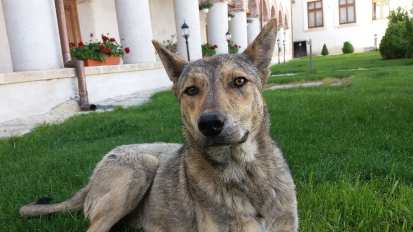Cel mai fotogenic catel  - Comana Manastirea Comana Delta Nejlovului Parcul de Aventura Comana