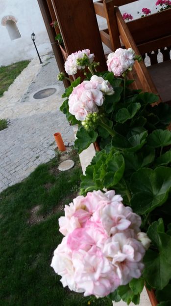  - Comana Manastirea Comana Delta Nejlovului Parcul de Aventura Comana