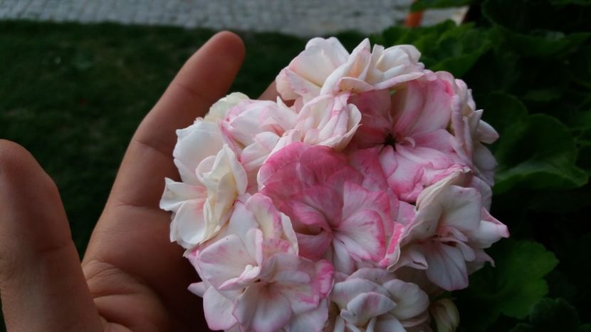  - Comana Manastirea Comana Delta Nejlovului Parcul de Aventura Comana