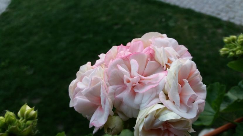  - Comana Manastirea Comana Delta Nejlovului Parcul de Aventura Comana