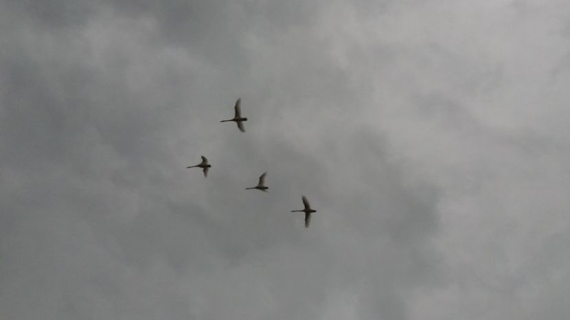  - Comana Manastirea Comana Delta Nejlovului Parcul de Aventura Comana