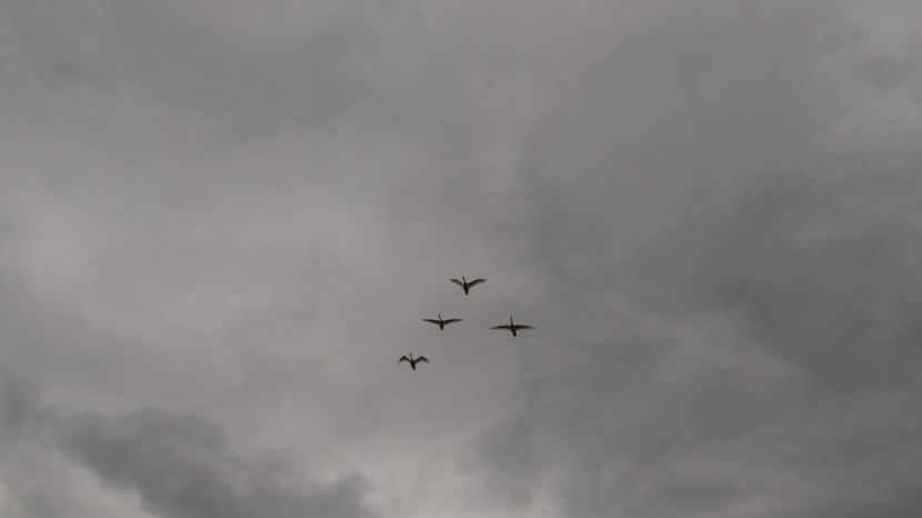  - Comana Manastirea Comana Delta Nejlovului Parcul de Aventura Comana