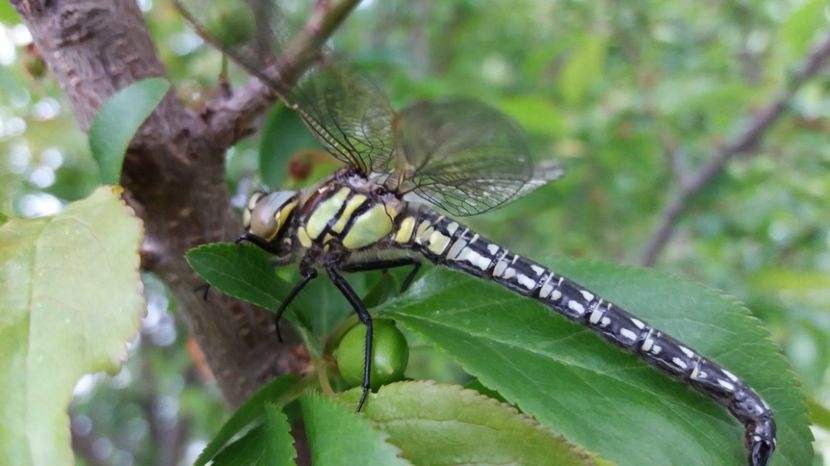 Libelula inghetata - Comana Manastirea Comana Delta Nejlovului Parcul de Aventura Comana