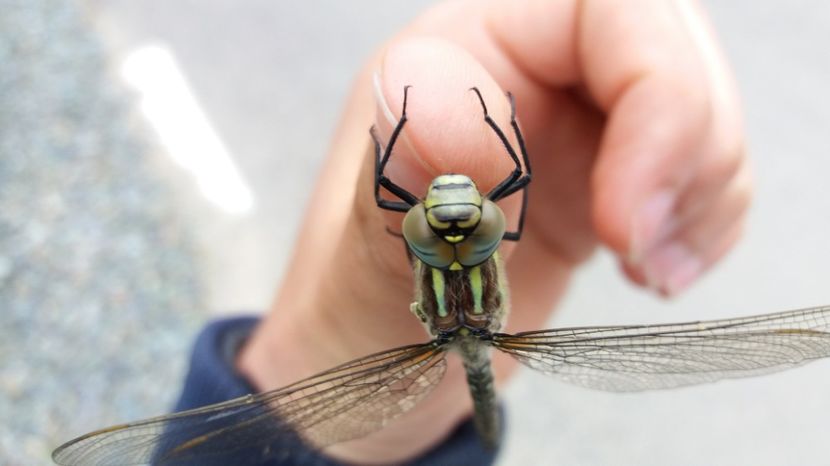 S-a lipit de degetul meu cald - Comana Manastirea Comana Delta Nejlovului Parcul de Aventura Comana
