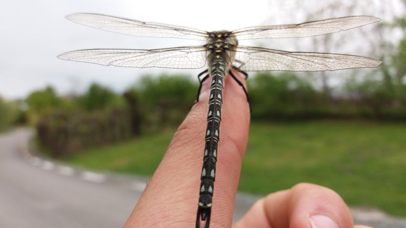  - Comana Manastirea Comana Delta Nejlovului Parcul de Aventura Comana