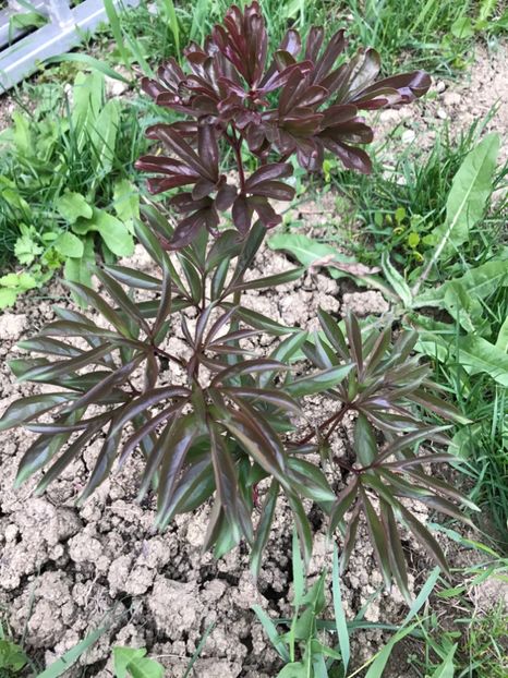 Bujor roz - Gradina 2017