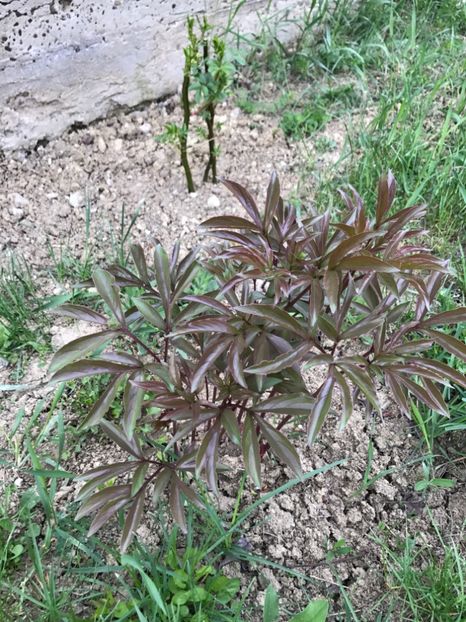 Bujor Alb - Gradina 2017