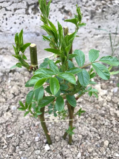 Trandafir catarator Alb - Gradina 2017