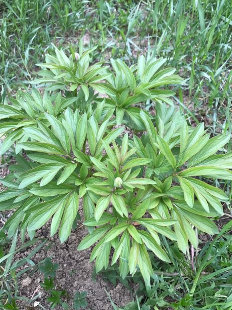 Bujor Rosu - Gradina 2017