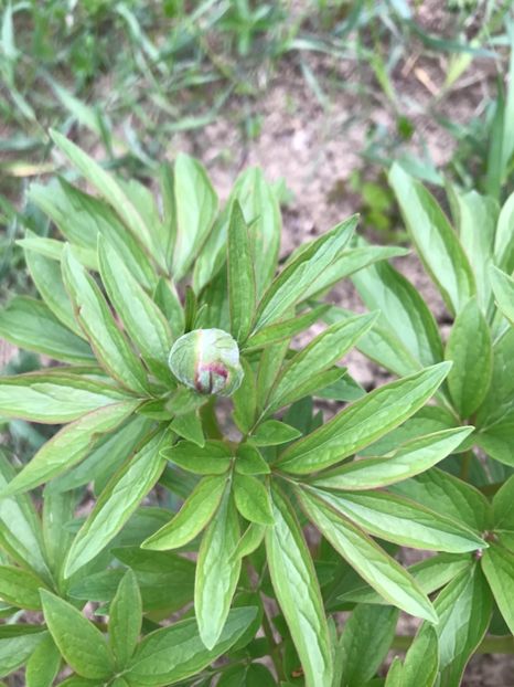 Bujor Rosu - Gradina 2017