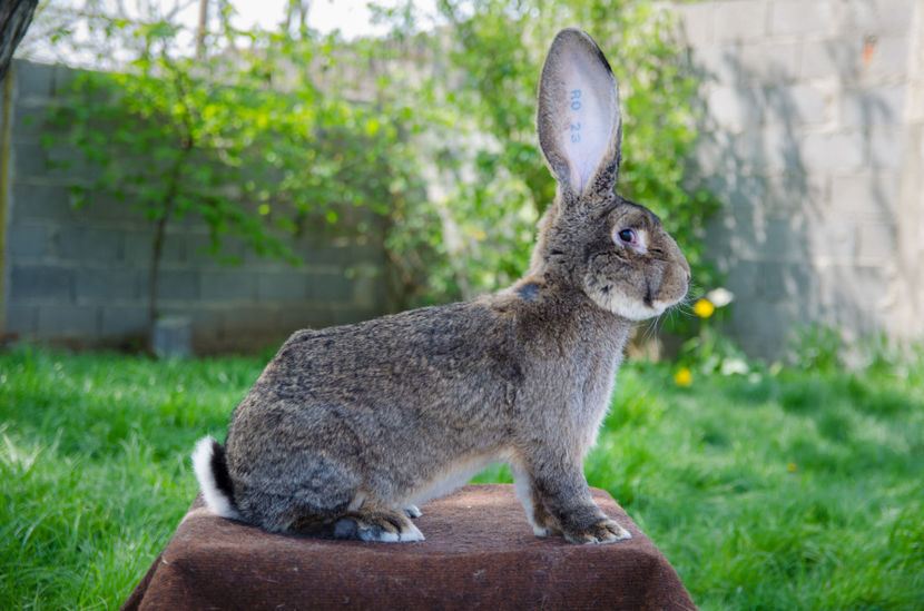 M 1 - Urias German Gri M 1