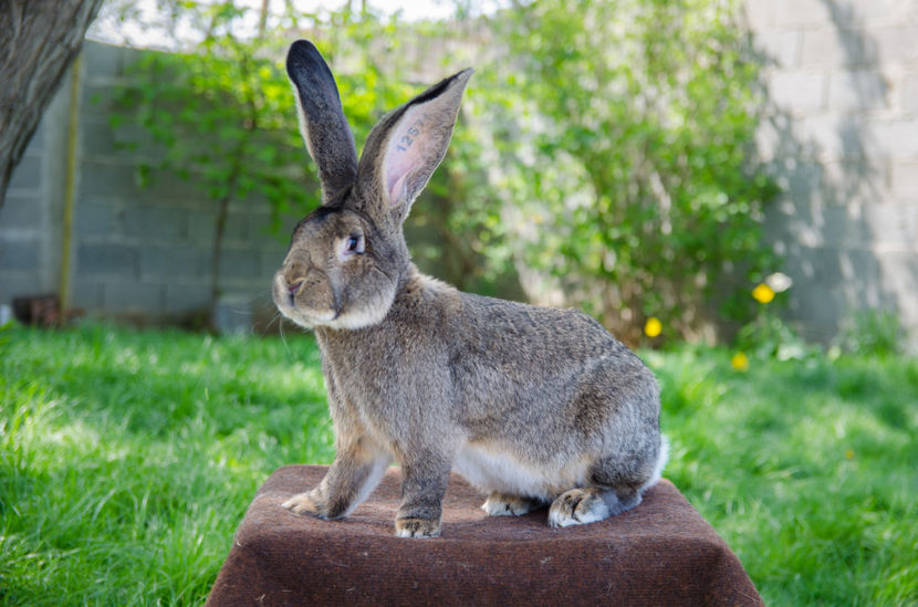 M 1 - Urias German Gri M 1