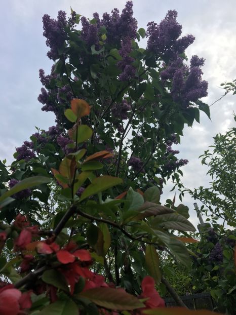  - Arbusti 2017 23 24