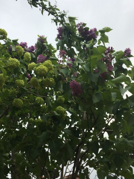  - Arbusti 2017 23 24