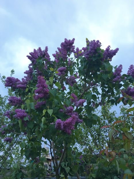  - Arbusti 2017 23 24