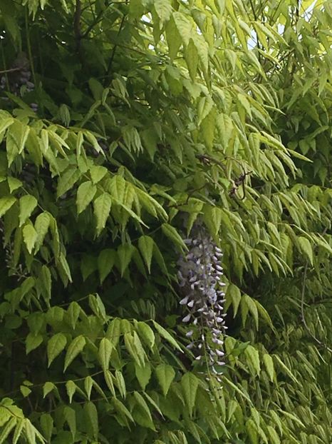 Glucina - Arbusti 2017 23 24