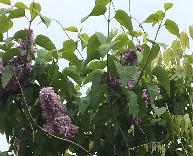  - Arbusti 2017 23 24