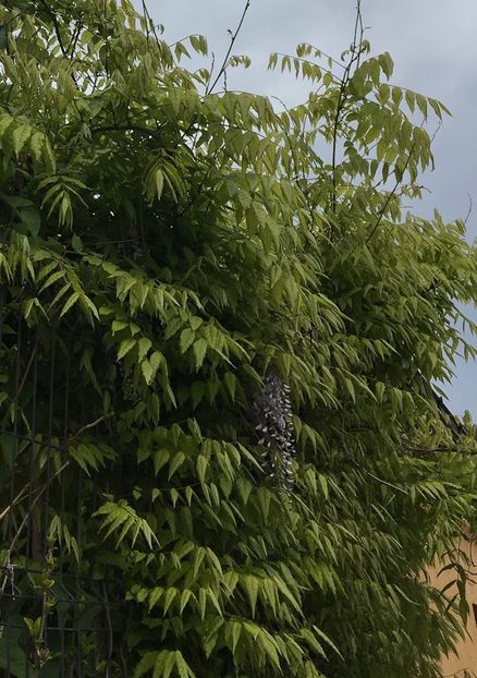  - Arbusti 2017 23 24