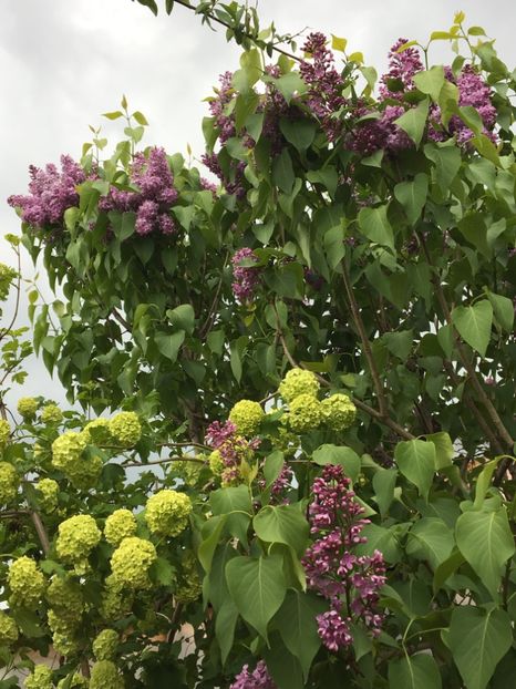  - Arbusti 2017 23 24