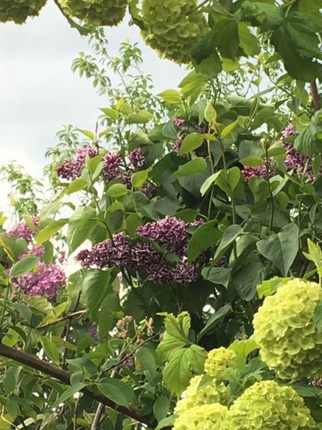  - Arbusti 2017 23 24