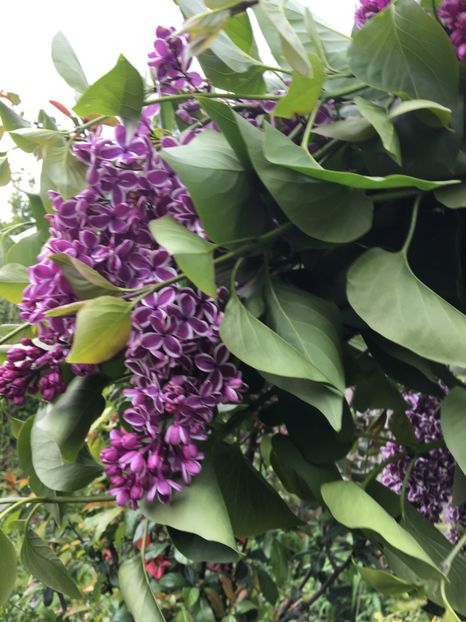  - Arbusti 2017 23 24