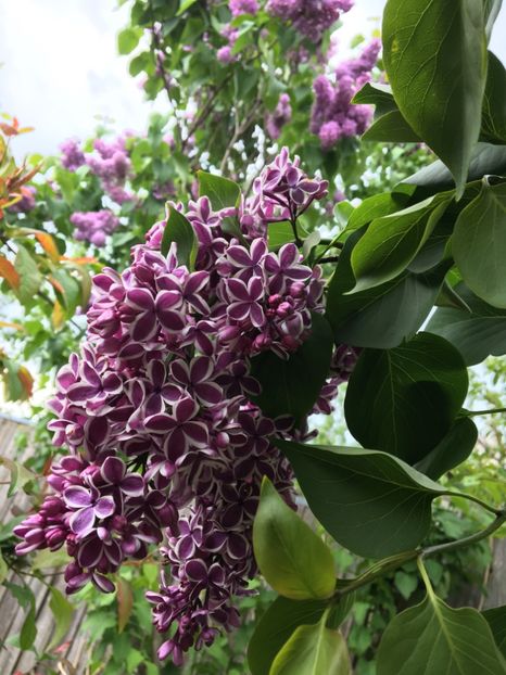  - Arbusti 2017 23 24