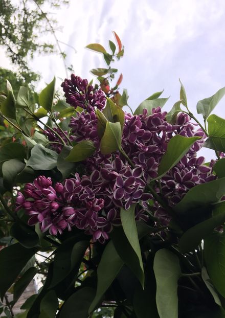  - Arbusti 2017 23 24