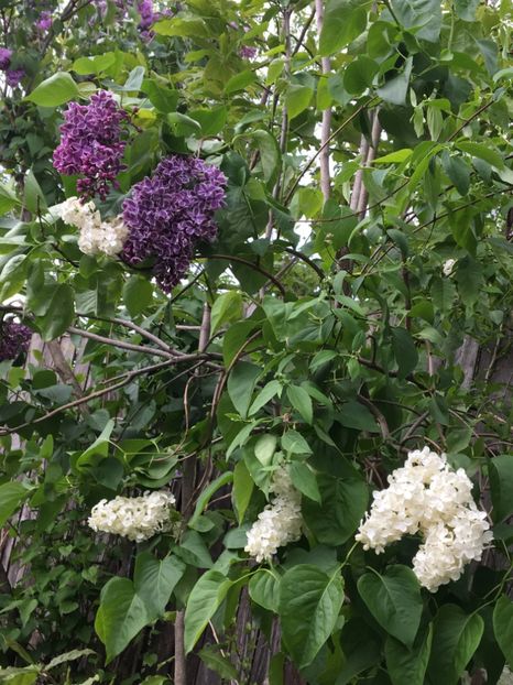  - Arbusti 2017 23 24