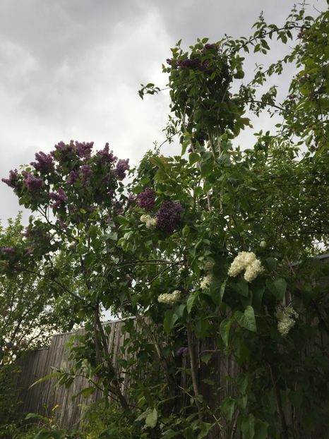  - Arbusti 2017 23 24