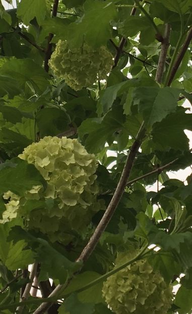 Calin - Arbusti 2017 23 24