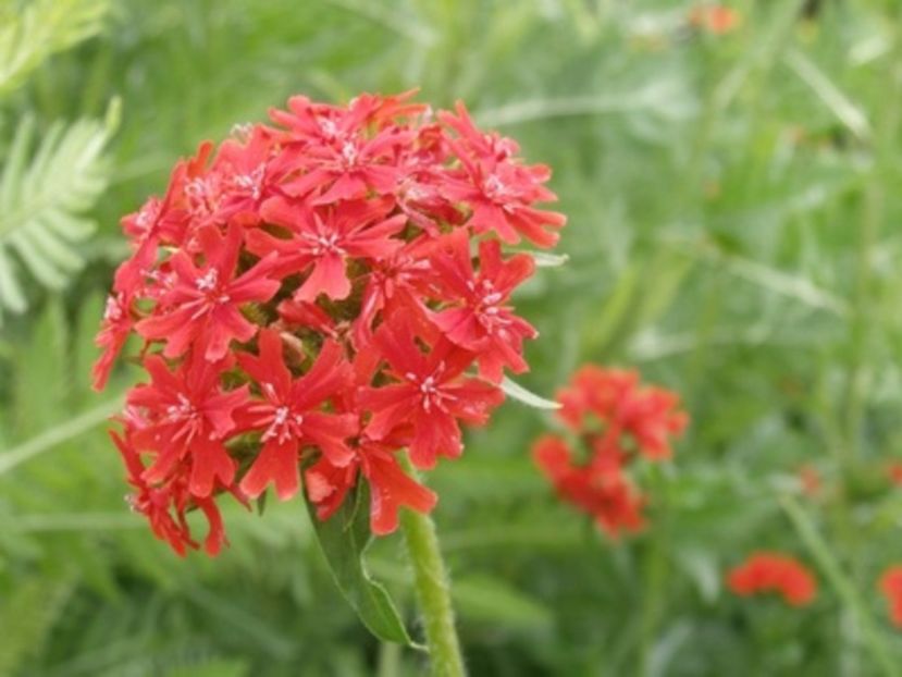 Lychnis chalcedonica - ACASA-De vinzare-Flori-Arbusti-Seminte 2017