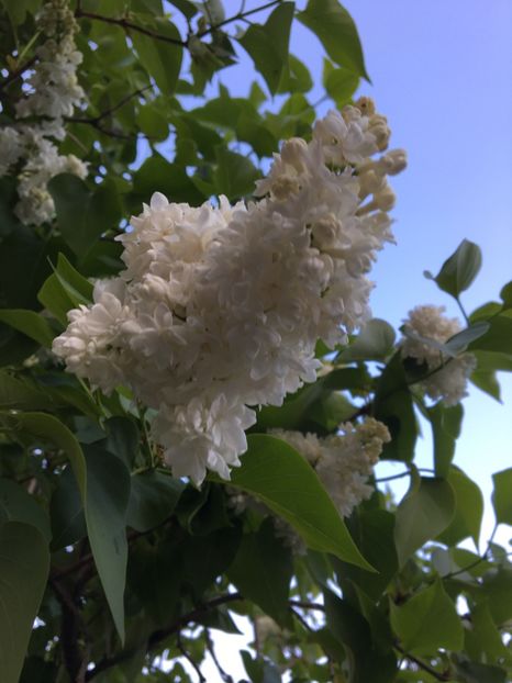  - Arbusti 2017 23 24