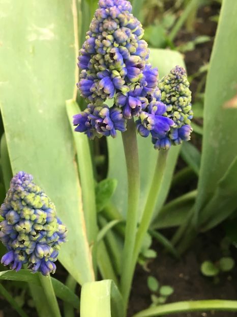  - Muscari 2017