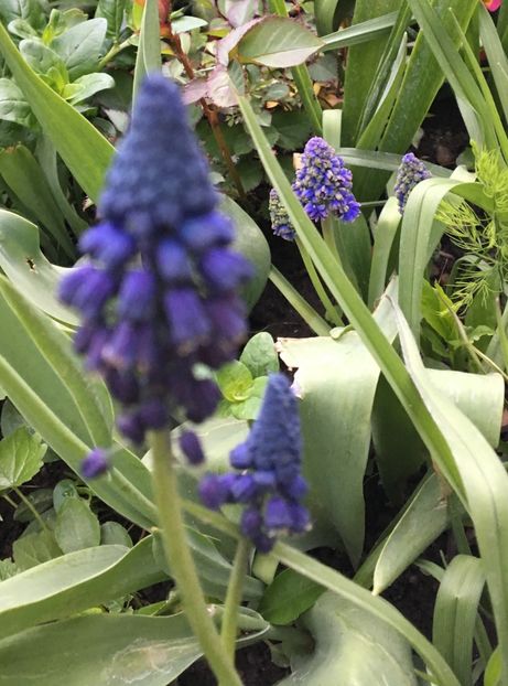  - Muscari 2017