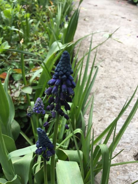  - Muscari 2017