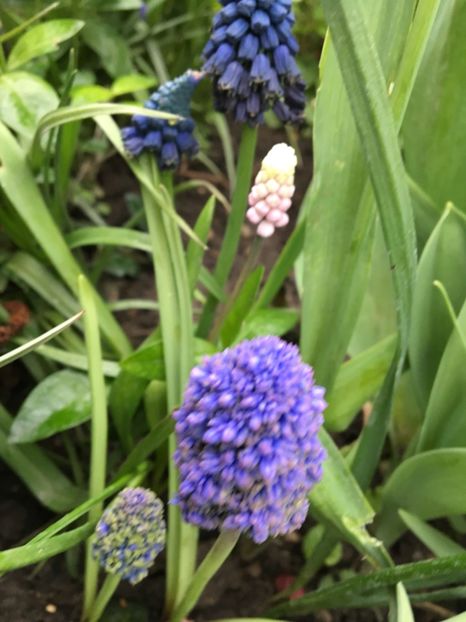  - Muscari 2017