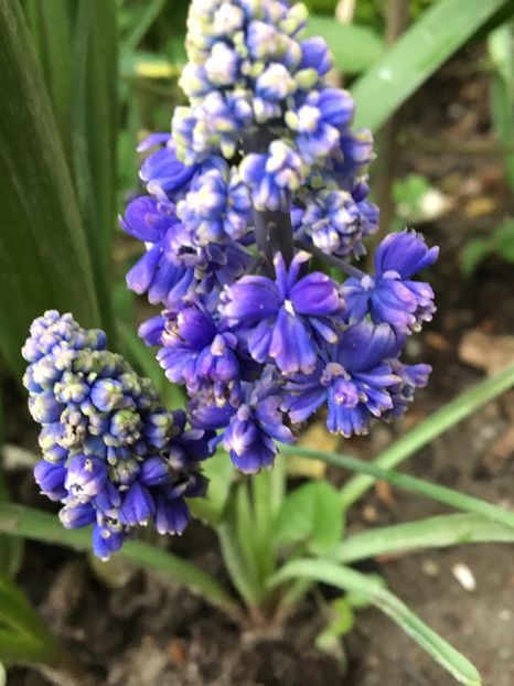  - Muscari 2017