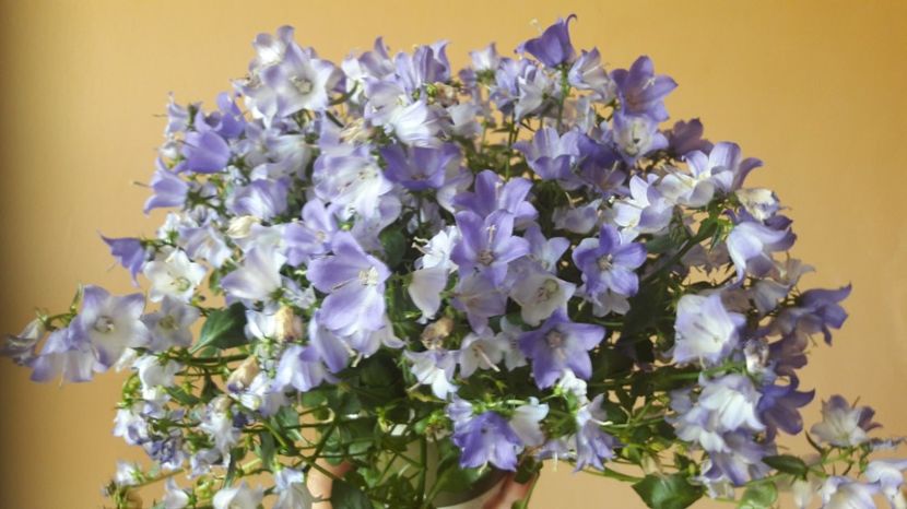 Campanula - FLORI -2017