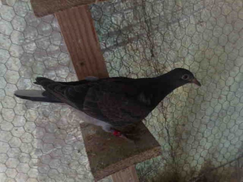  - Pui 2017-2018 -2019-2020 -2021-matca-doici-vind aproape tot lotul