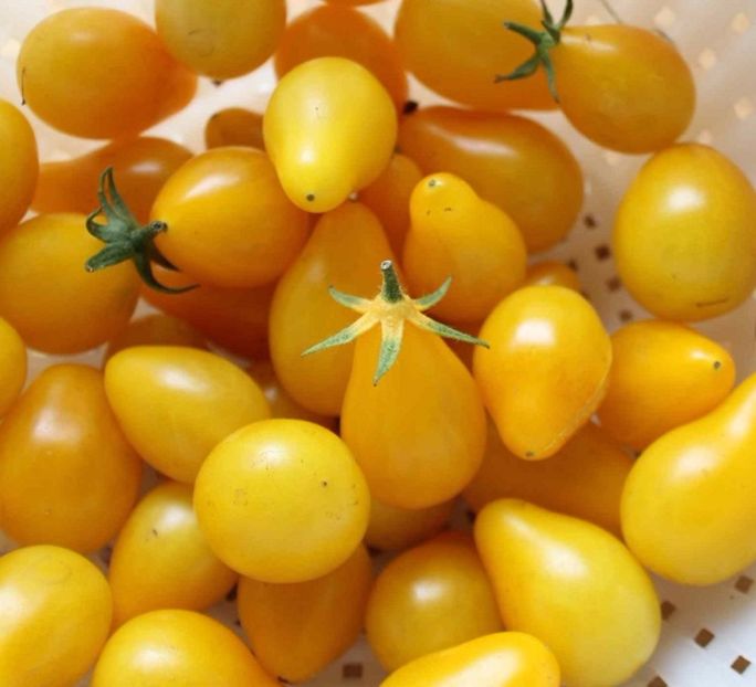 Rosii galbene para seminte - ACASA-De vinzare-Flori-Arbusti-Seminte 2017