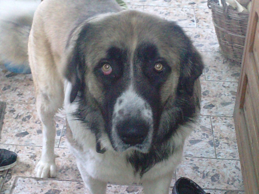 P260114_14.350003 - blanite