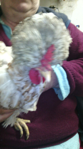  - Gaini de rasa si comune