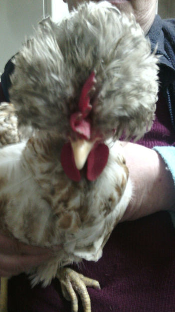  - Gaini de rasa si comune