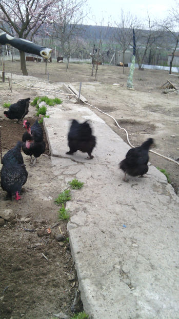  - Gaini de rasa si comune