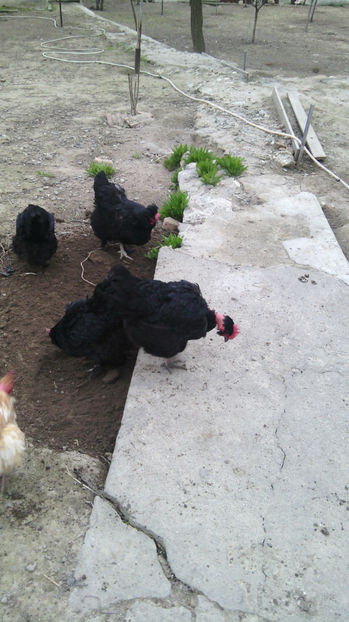  - Gaini de rasa si comune