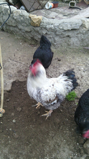  - Gaini de rasa si comune